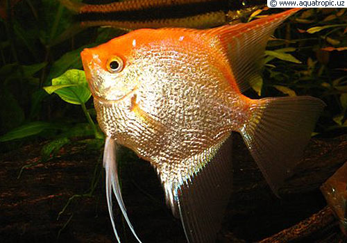 �������� ������������!